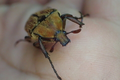 Cosmiomorpha similis