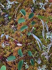 Sanguisorba officinalis