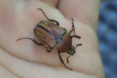 Cosmiomorpha similis