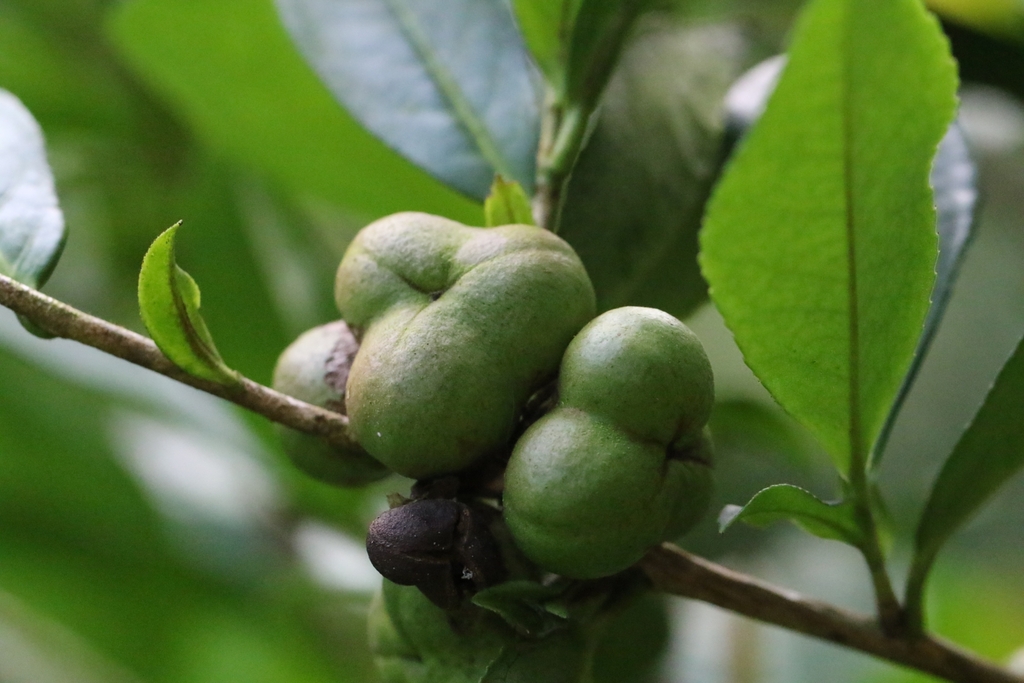 Camellia oleifera (Camellia oleifera)