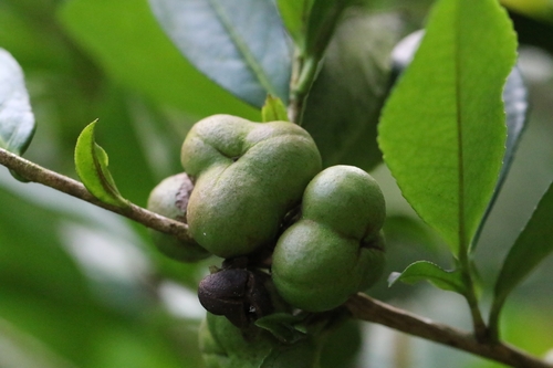 Camellia oleifera (Camellia oleifera)