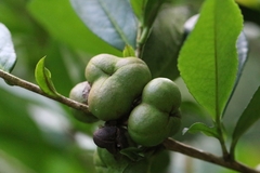 Camellia oleifera, photograph author not stated, no rights reserved