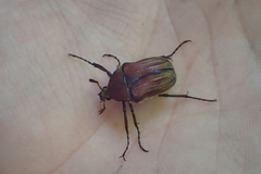 Cosmiomorpha similis