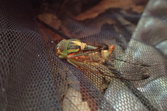 Vagitanus terminalis