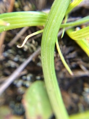 Pauridia glabella glabella