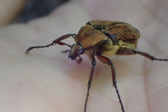 Cosmiomorpha similis