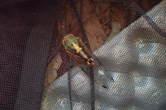 Vagitanus terminalis