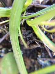 Pauridia glabella glabella
