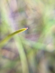 Pauridia glabella glabella