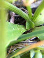 Pauridia glabella glabella
