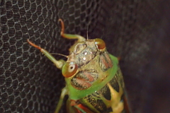 Vagitanus terminalis