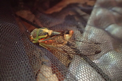 Vagitanus terminalis