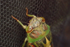 Vagitanus terminalis