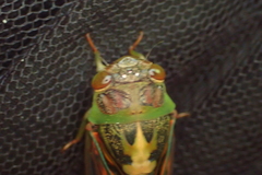 Vagitanus terminalis