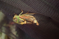 Vagitanus terminalis