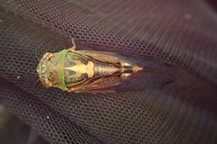 Vagitanus terminalis