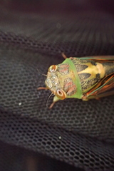 Vagitanus terminalis
