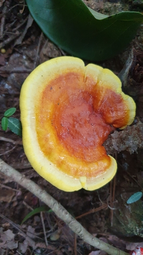 Ganoderma
