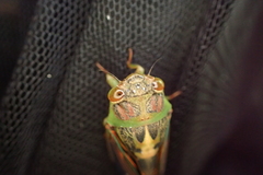 Vagitanus terminalis