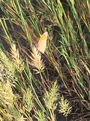 Anthoxanthum aristatum