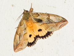 Eudocima apta