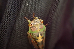 Vagitanus terminalis