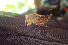 Vagitanus terminalis