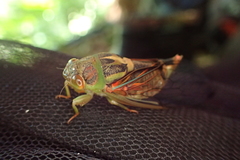 Vagitanus terminalis