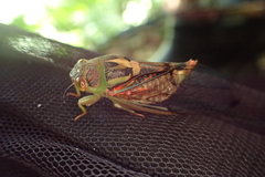 Vagitanus terminalis