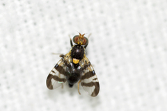 Rhagoletis cerasi