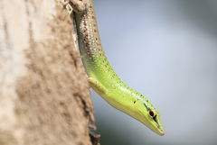 Lamprolepis smaragdina