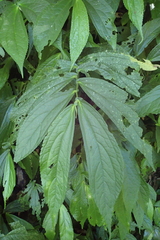 Elatostema platyphyllum
