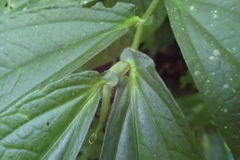 Elatostema platyphyllum