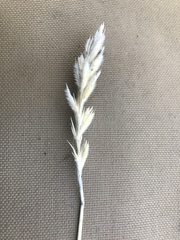 Leymus innovatus