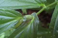 Elatostema platyphyllum