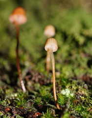 Mycena mamaku