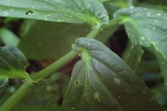 Elatostema platyphyllum