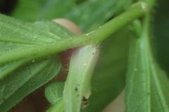 Elatostema platyphyllum