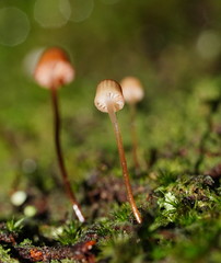 Mycena mamaku