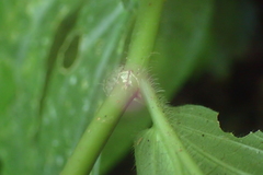 Elatostema platyphyllum