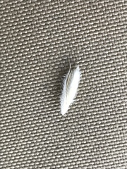 Leymus innovatus