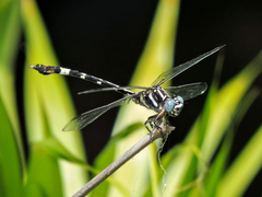 Phyllogomphoides pacificus