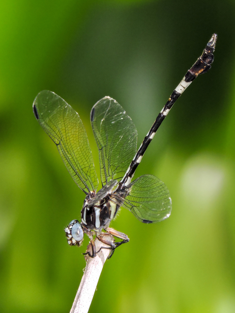 Pacific Leaftail