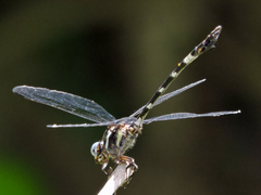 Phyllogomphoides pacificus