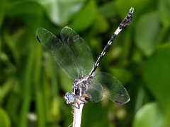 Phyllogomphoides pacificus