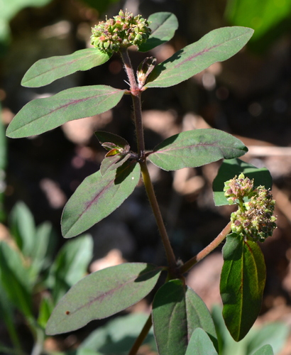 Euphorbia ophthalmica