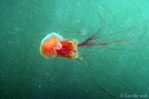 Pacific Lion's Mane Jelly, Retreat Cove, Galiano Island, B.C., photo 9 of 10