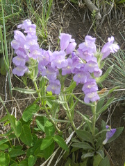 Penstemon eriantherus