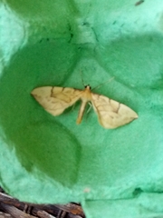 Gandaritis pyraliata