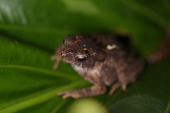 Ingerophrynus philippinicus